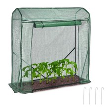Tomaten gewächshaus