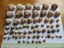 68 unterschiedlich große Schneckenhäuser Basteln Dekoration Aquarium Terrarium