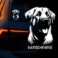 Kangal Hirtenhund Auto