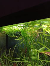 Über 50 Vallisnerie