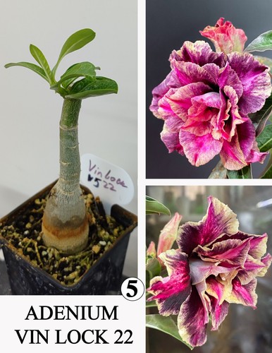 Adenium vin lock - adenium,