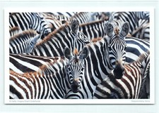 1 AK Steppenzebra Zebra Huftier - NEU !!! ::