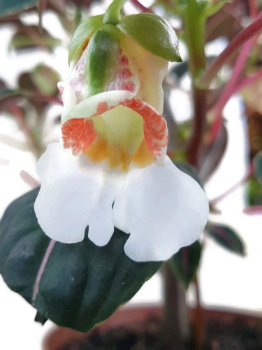 Impatiens morsei velvetea - impatiens, "velvetea"
