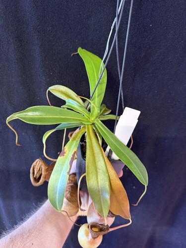 Nepenthes ventricosa porcelain - nepenthes,
