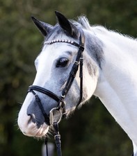 Waldhausen Trense Happy Hearts Trensenzaum Shetty oder Mini Shetty engl. RH