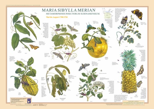 Poster maria sibylla merian - "maria,