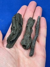 eocene pyritised wood England Fossilien fossils petrified Holz versteinert Essex