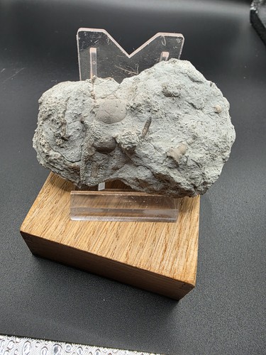 Favosites hessen - favosites, ,hessen