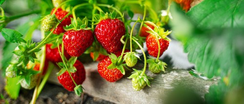 6er set erdbeeren - 6er, erdbeer