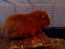 Meerschwein Mit Großen Käfig