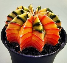 Schöner Ausgefallener