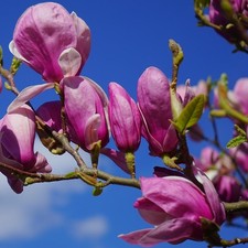 Purpur-Magnolie Susan