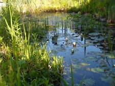 25 Wasserpflanzen Teichpflanzen Sumpfpflanzen blühend u reinigend  f jeden Teich