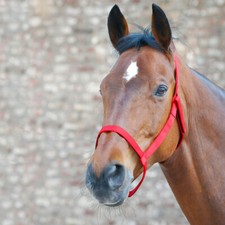 Waldhausen Weidehalfter