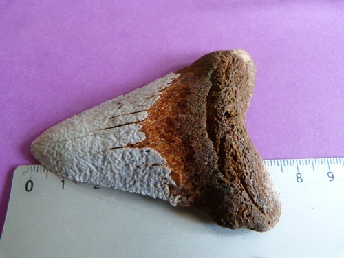 Haifischfossiler zahn otodus - haifischfossiler,