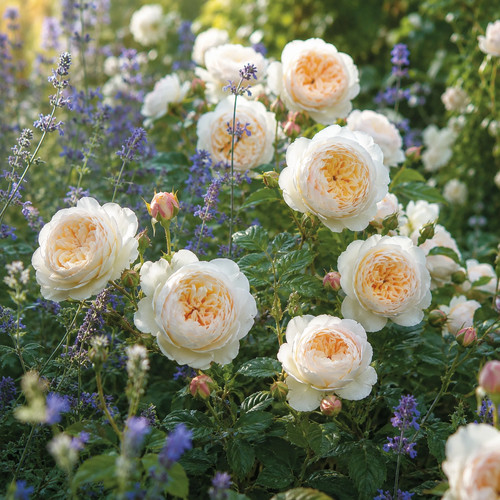 Englische rose claire austin - claire,