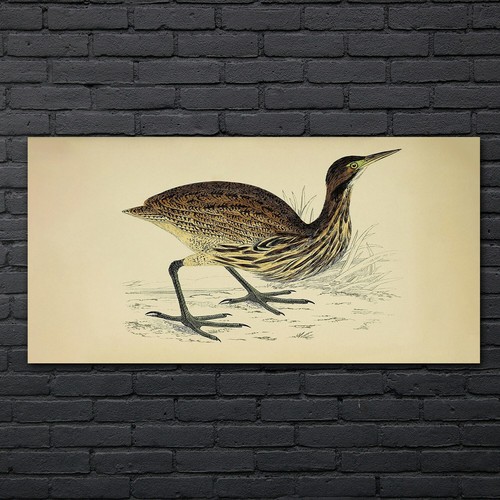 Vögel wild tiere zeichnung - wild,