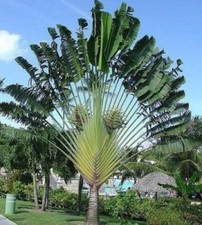 Baum der reisenden palme für - der,