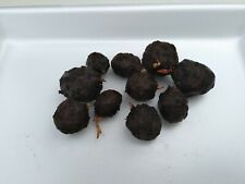 1 Knolle Nymphaea Rubra Lotus