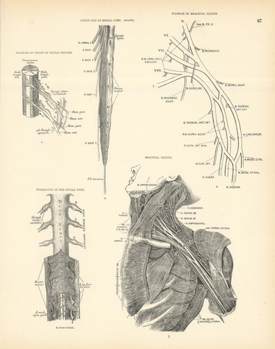 Anatomie spinal nerv origins - anatomie.,
