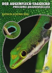 Der augenfleck taggecko - der, augenfleck-taggecko