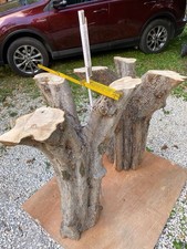 3 Armiger Olivenholz Stamm Als