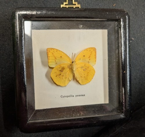 Weißling schmetterling - weißling,