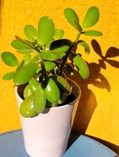 Crassula Ovata 20cm Bonsai