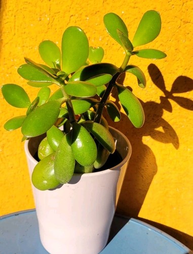 Crassula ovata 20cm bonsai - crassula,