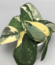 Scindapsus Jade Satin albo