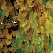 Duftende Weinreben 2L - Eine