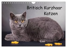 Gabriela Wejat-Zaretzke | Britisch Kurzhaar Katzen (Wandkalender 2026 DIN A4...