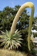 Schwanenhalsagave Agave