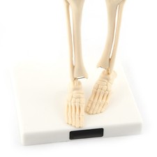 1pc Menschliches Skelett