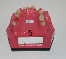 Go Dent Schaumodell Nr.  5