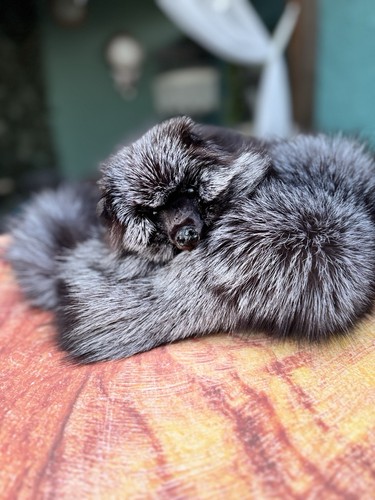 Fuchs stola schal - stola, fuchsfell