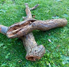 Holz Stamm hohl Terrarium