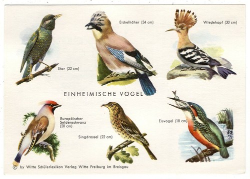 Einheimische vögel - "einheimische, /