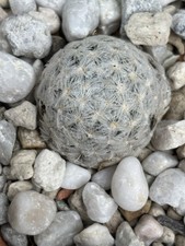 Mammillaria duwei Rog 001 rar Copiapoa Ariocarpus Echinocactus