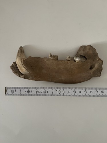 Prähistorischer unterkiefer - prähistorischer,