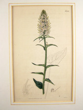 Alter Kupferstich °Botanik