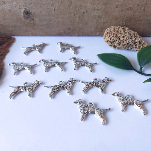 Labrador retriever - 10,