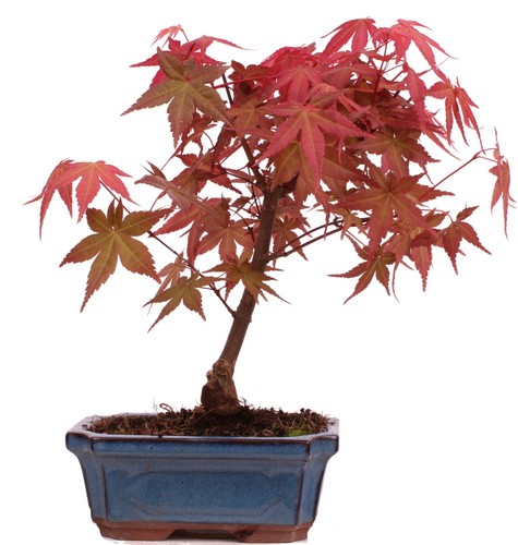 Bonsai acer palmatum deshojo - -,