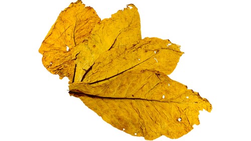1kg virginia italia - virginia,