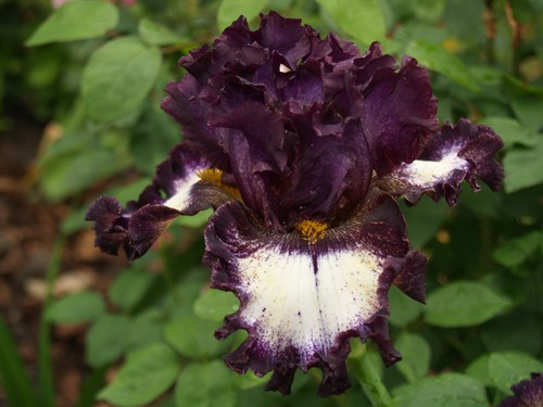Schwertlilie iris me - schwertlilie,