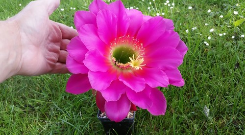 **Trichocereus***Hybride**Blü