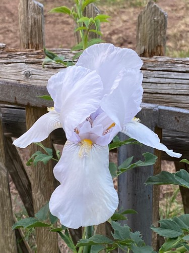 Iris schwertlilie weiß leicht - iris,