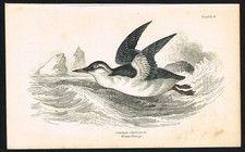 Antik um 1850 Jardine "Gemeinsamer Guillemot" Seevogel handkoloriert Gravur