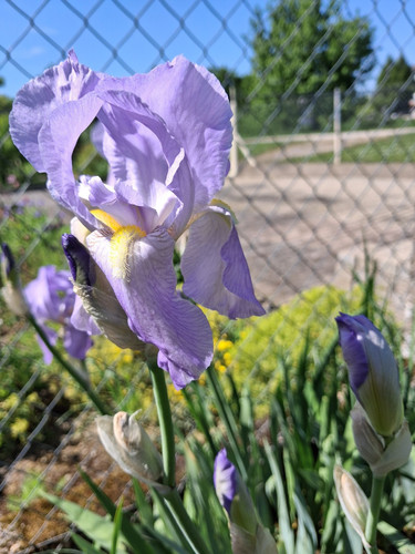 Schwertlilie iris - schwertlilie,,