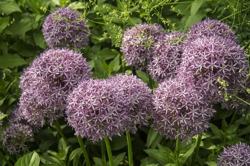 Winterhart lachsfarben allium - winterhart,